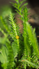 The 22-spot ladybird (lat. Psyllobora vigintiduopunctata), of the family Coccinellidae, and the noble yarrow (lat. Achillea nobilis), of the family Asteraceae.