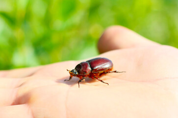 A brown beetle poses on a man's arm. Insect close-up on a blurry green background. The concept of friendship with nature. A copy of the space. Free space for text. Horizontal image. Open air.