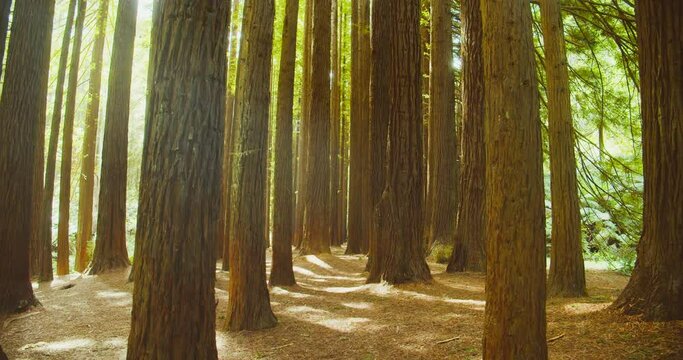 Californian redwood forest, Otway National Park, Australia