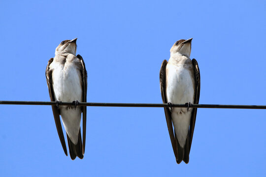 two Brown-chested Martin (Progne tapera) perched on a high-tension wire above the blue sky. Isolated animals.