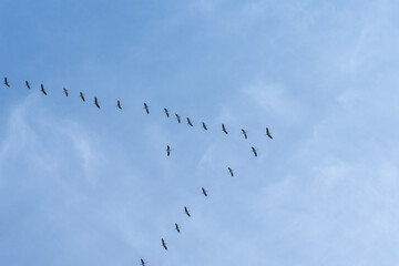 Zugvögel