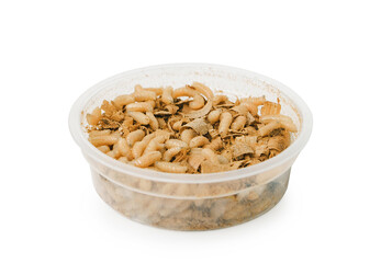 Fly larva in container isolated on white background