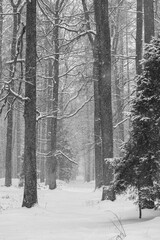 winter day in the forest