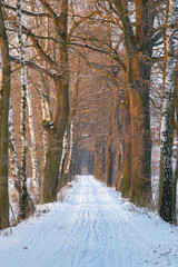 sunny winter day in the forest