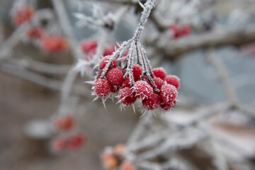 Hoarfrost on red viburnum. Ice crystals.