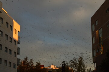 Aves en cielo nublado de ciudad