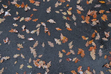 Autumn oak leaves lie on wet asphalt