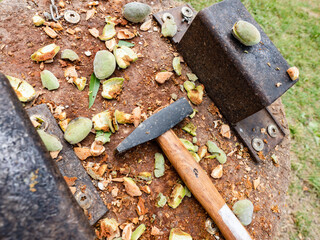 Cracking of harvest shelled almonds from husk. Tasty fresh almonds