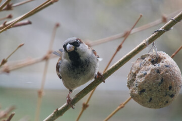 Feeding a sparrow in winter, using a ball of food