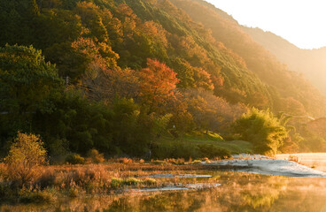 朝日を浴びる渓谷の紅葉