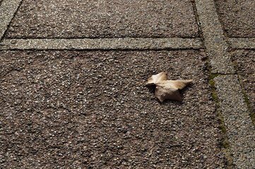 Hoja de árbol platanero caída en suelo de ciudad
