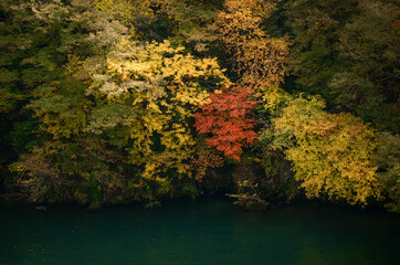 湖岸の紅葉（岐阜県 恵那峡）