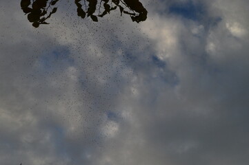 Aves en cielo nublado de ciudad