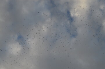 Aves en cielo nublado de ciudad