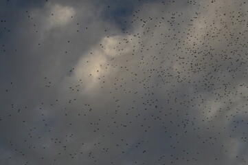Aves en cielo nublado de ciudad