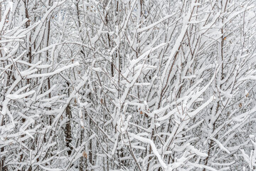 Graphic texture of tree branches covered with freshly fallen white fluffy snow. Winter landscape.