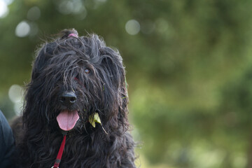 片目と舌を出すブリアード