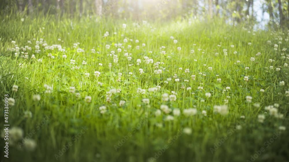 Canvas Prints white clover flowers and grass field and morning summer sun