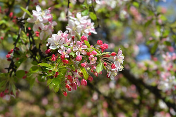 Japanese flowering crab apple
