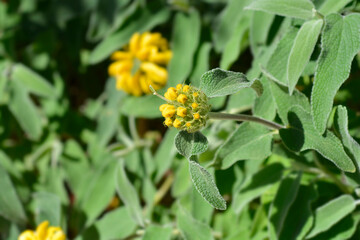 Jerusalem sage