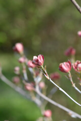 Flowering Dogwood Cherokee Chief
