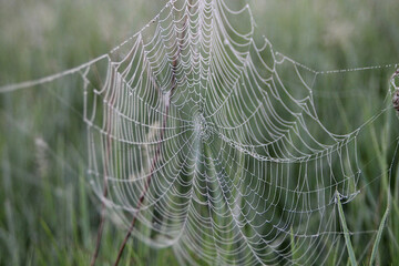 Spider woven web on bushes on a field at dawn.