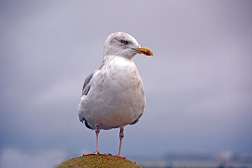 weiße Möwe