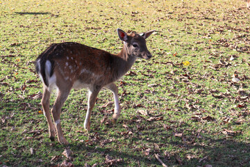 a deer walking in a wildlife park in Switzerland