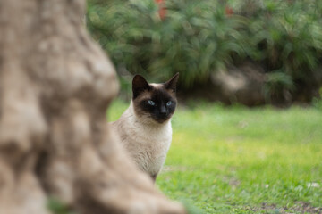 Siamese black and white cat piping