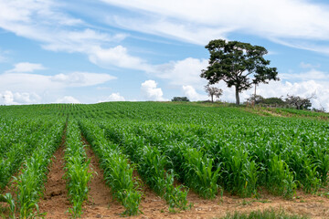 Fototapeta na wymiar corn plantation landscape with blue sky