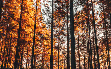 Fototapeta premium メタセコイアの並木 木漏れ日