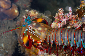 Odontodactylus scyllarus; peacock mantis shrimp;