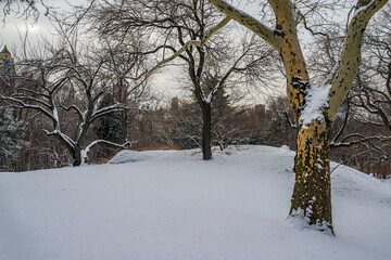 Central Park in winter  after snow storm