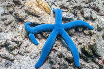Linckia laevigata blue starfisf
