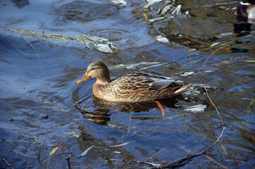 Wild ducks live on a lake in a residential area of Kiev