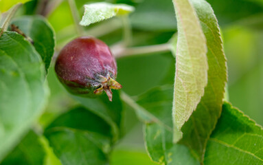 Small red fruit apples on the tree