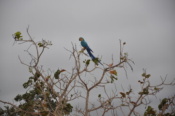 natureza - tucano - paisagem