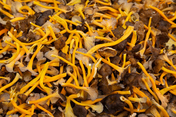 Trompetas amarillas o angulas de monte (cratherellus lutescens). Seta, otoño. (camagroc en catalán)