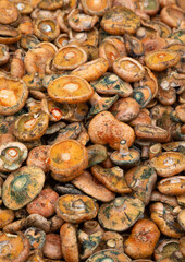 Rovellones (Lactarius deliciosus) o níscalos (setas de otoño)