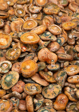 Rovellones (Lactarius deliciosus) o n&iacute;scalos (setas de oto&ntilde;o)