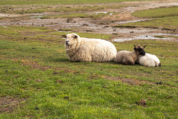 Lämmer beim Kuscheln