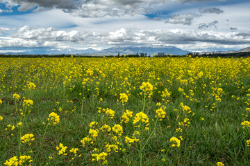 field of yellow flowers