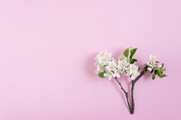 Apple tree branch with white flowers on a pink background with copy space. Flat lay composition. Spring concept