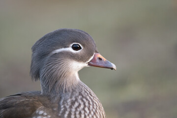 Portrait einer weiblichen Mandarinente