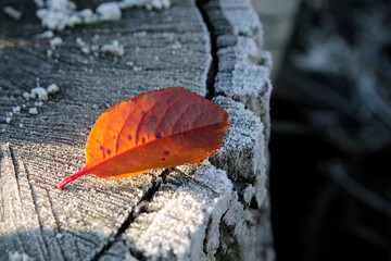 Fototapeta na wymiar Fallen red leaf. An autumn leaf fell on a tree covered with frost.