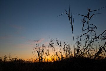 日の出直前の空と植物のシルエット