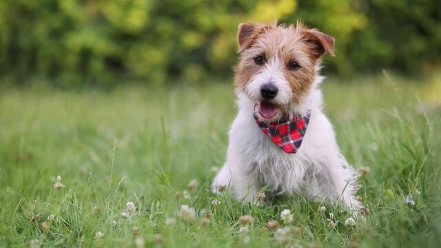 Cute happy trained obedient pet dog puppy sitting and panting in the grass. Animal training.