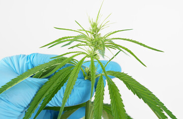Cannabis marijuana plant leaf in hand of scientist researcher in science laboratory on white background