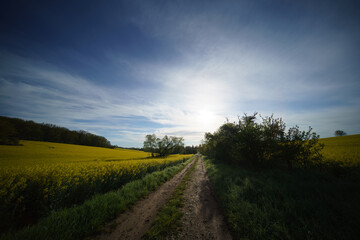 Obraz premium Night summer field with country road