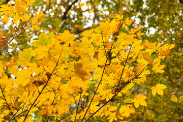 Obraz premium Yellow maple leaves in autumn